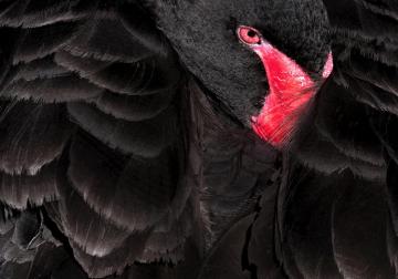 http://ec2-52-30-162-43.eu-west-1.compute.amazonaws.com/sites/default/files/styles/article_normal/public/2020-05/Cisne%20negro%20-%20Segarra.jpg?itok=Pk8rSE2l&x=1759598030
